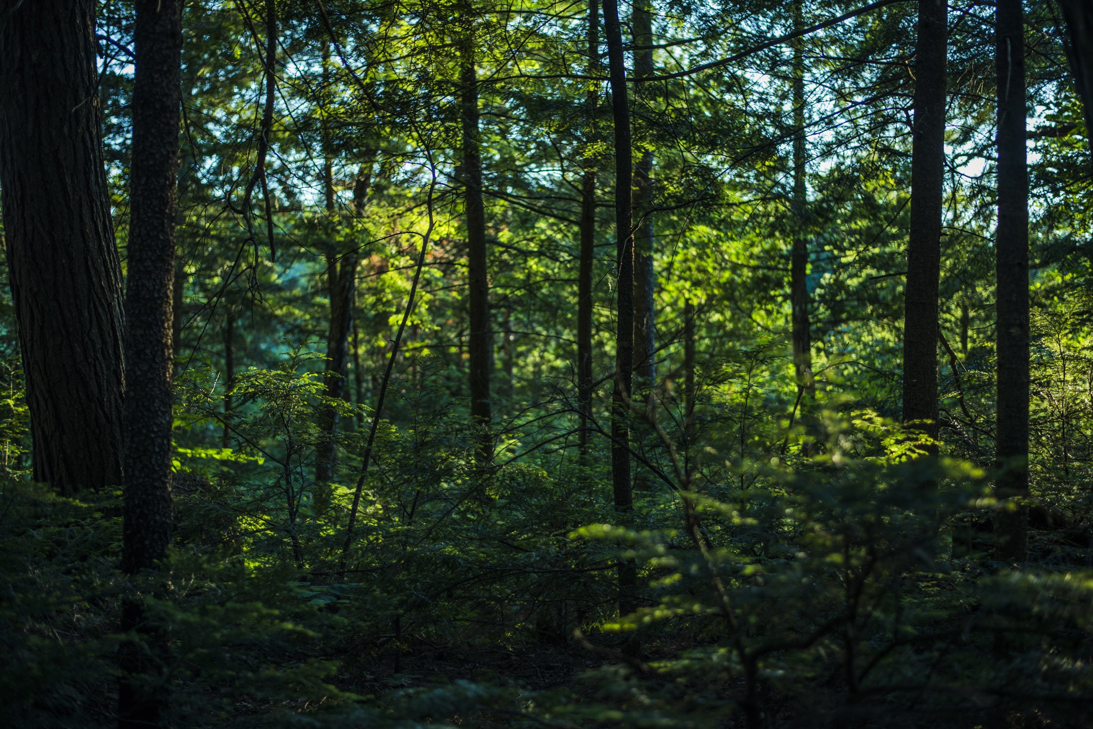 Creëer je eigen bos met Stichting een Groen Hart
