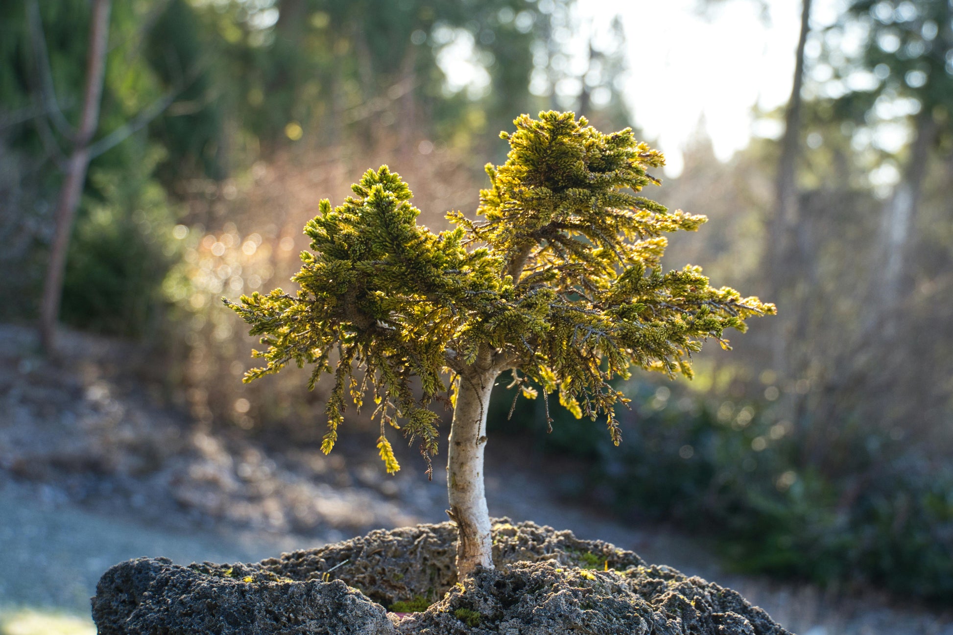 Bomen planten als consument via Stichting een Groen Hart